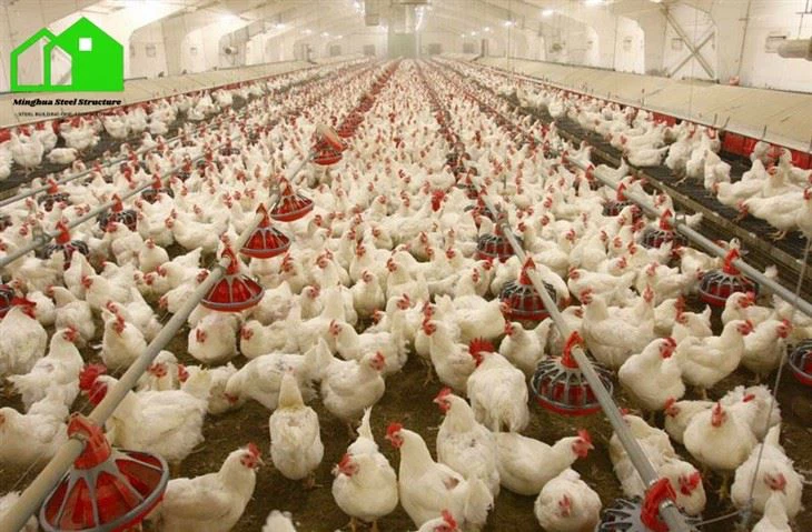 Chicken Farm Building